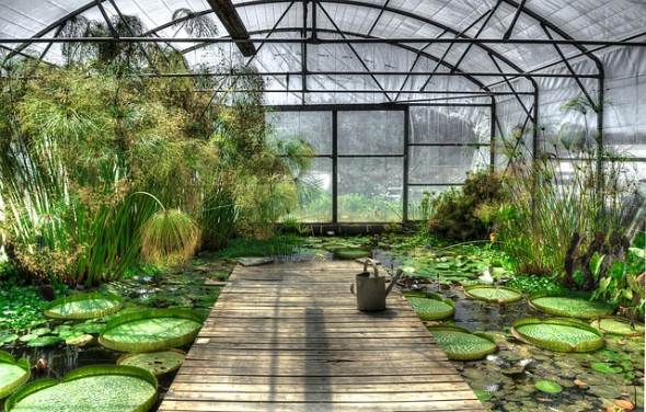 Tropisches Gewächshaus im München Botanischer Garten mit Wasserpflanzen.