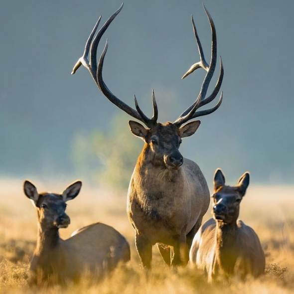 Ein stattlicher Hirsch